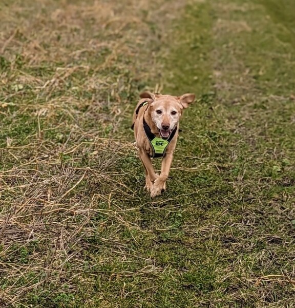 To be regret getting my dog spayed so young?
