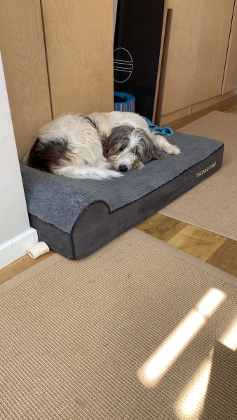 Dog bed recommendations