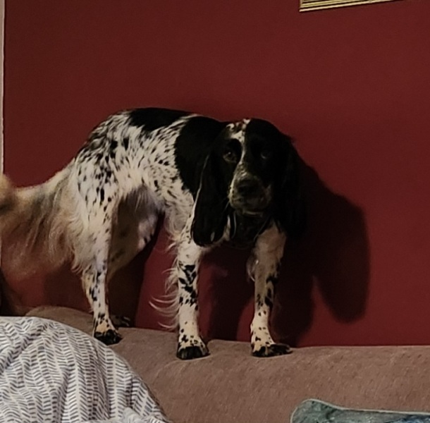 please cheer me up with photos of your guilty looking dogs