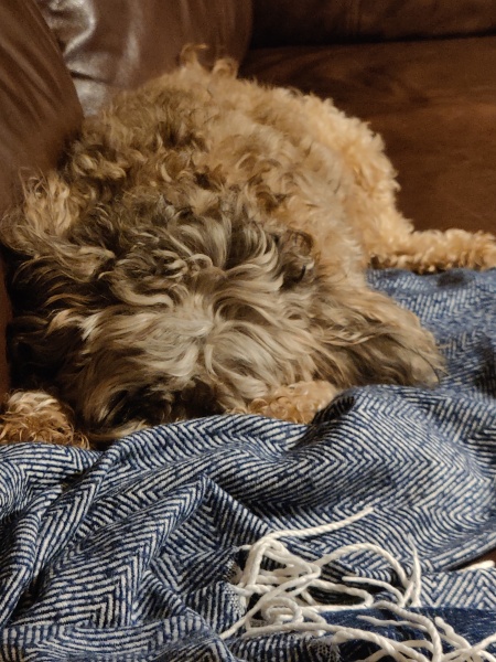What is your dog doing right now?