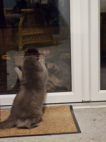 Thug cat part 5 - For he will not do destruction, if he is well-fed, neither will he spit without provocation.