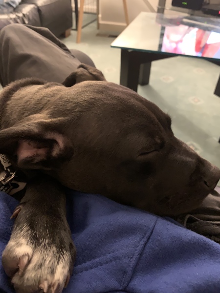 What is your dog doing right now?