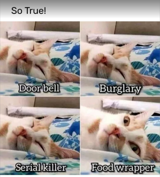 Does your cat bother you for treats?