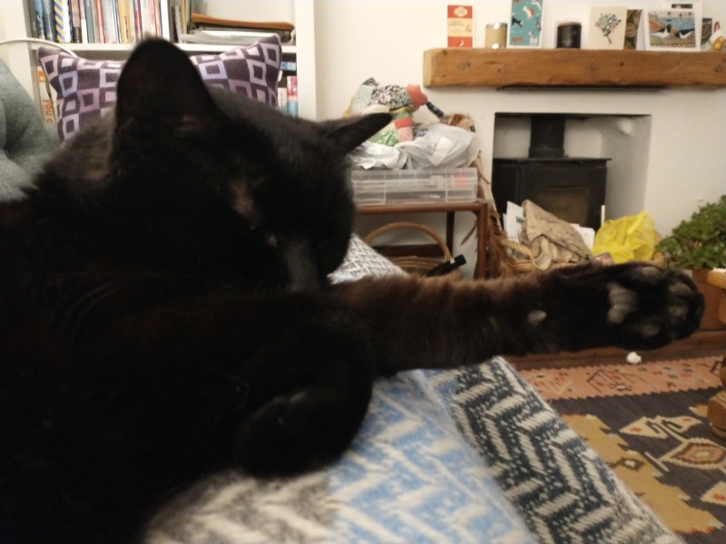 Christmas with the Excellent Cats