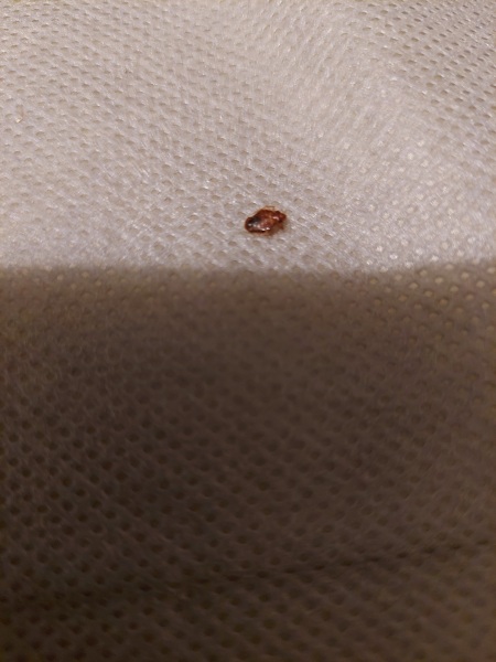 What is biting DS in bed at night??