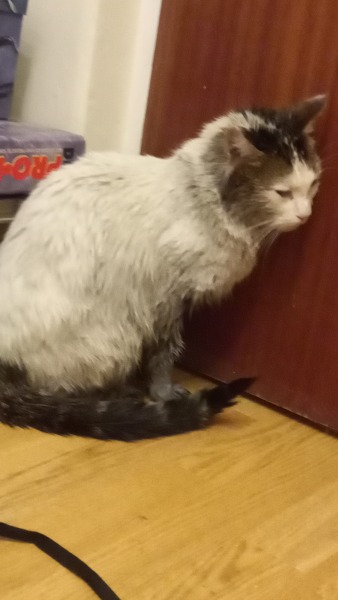 Cat covered in oil.. Help!