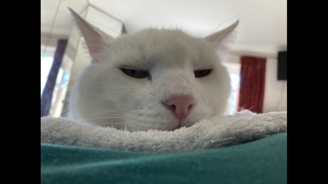What compliments do you pay your cat?