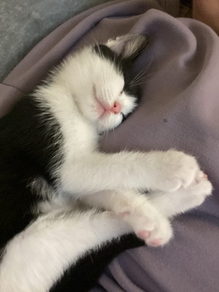 New kittens