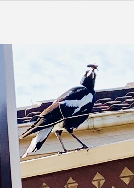 To be scared that I’m still marked by the crows?