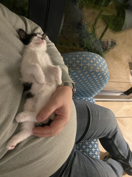 New kittens