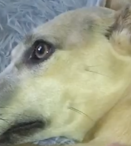 Dog Sitter Hacked off Dog’s Eyelashes