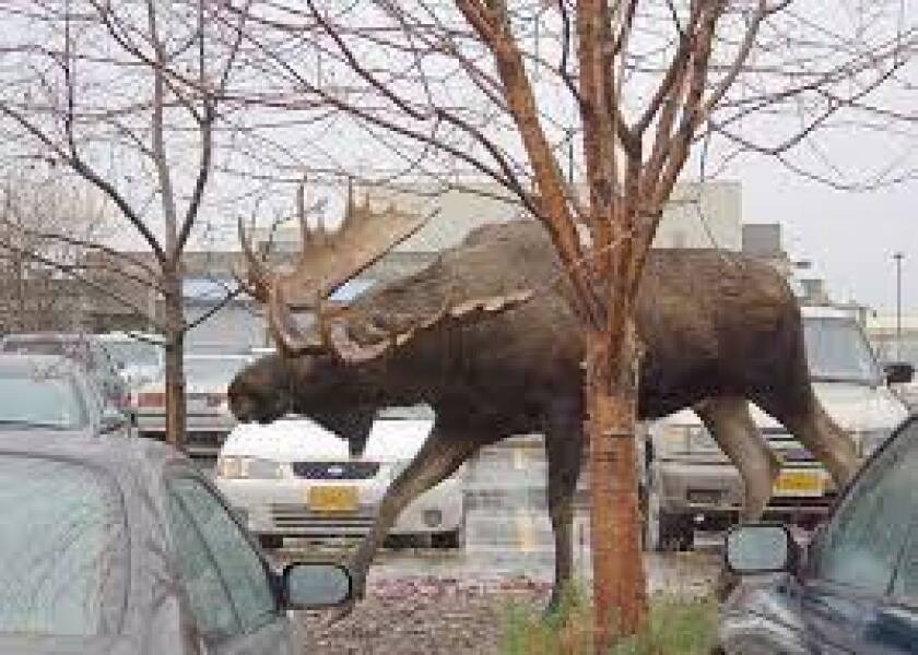 To fear driving over deer collisions.
