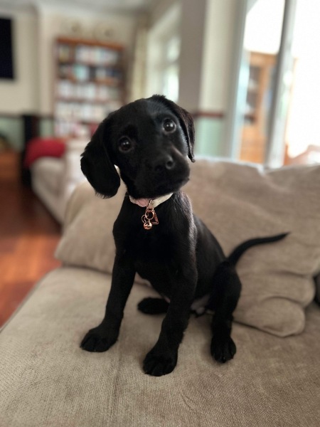 Introducing a new member of our family