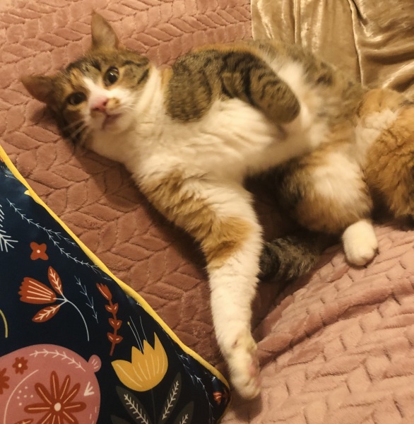 Help please - not my cat!