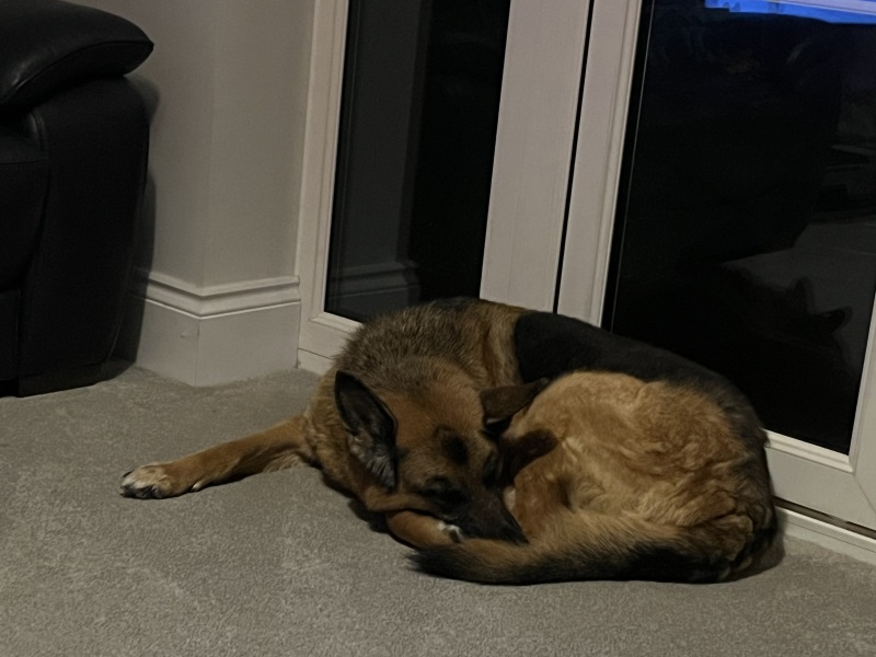please cheer me up with photos of your guilty looking dogs