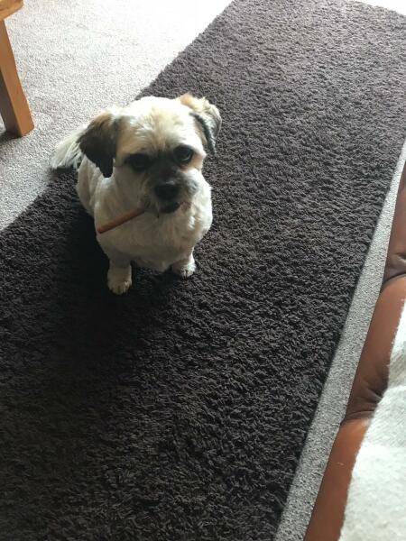 please cheer me up with photos of your guilty looking dogs