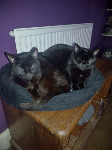 Christmas with the Excellent Cats