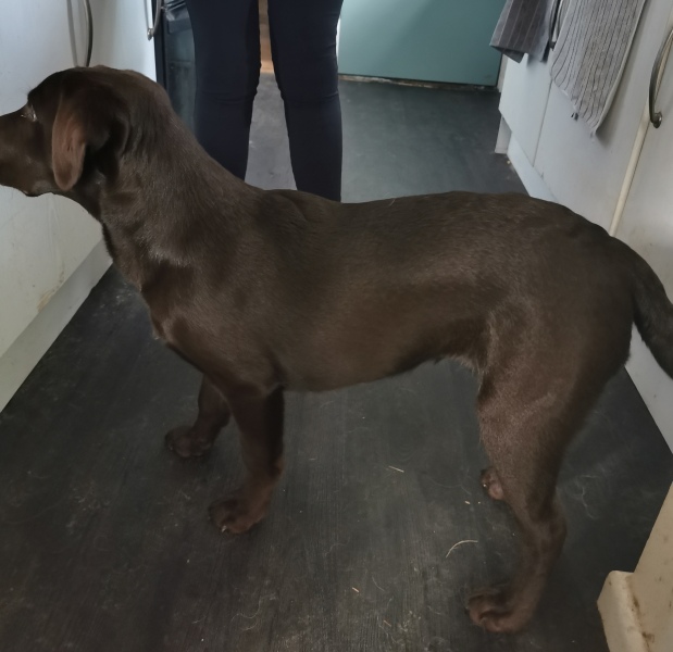 Puppy Survival Thread - for old and new pups heading into winter