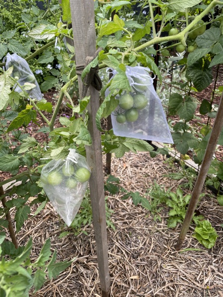 The Vegetable Patch Mark 2