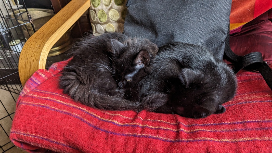 To get one kitten or two?