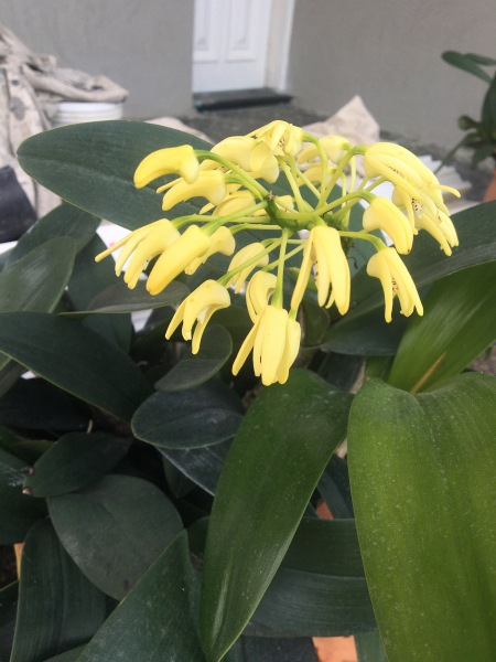 An orchid thread?