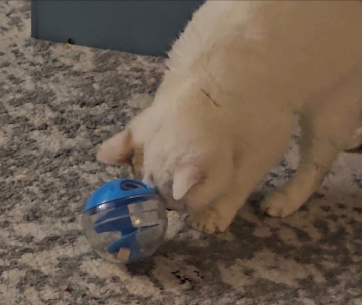 Advice needed for situation with poorly cat