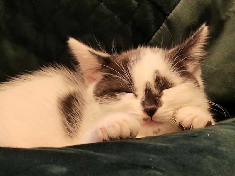 Paying my kitten tax