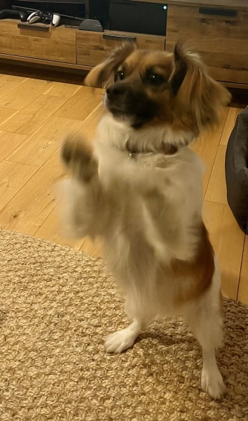 This is my DD’s rescue dog-and here’s the game.