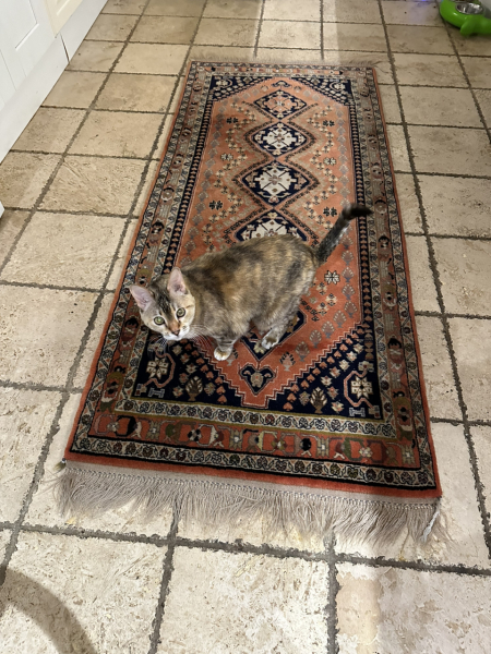 Pet photo thread