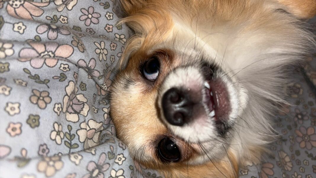 Someone has to sleep with the rats today...
