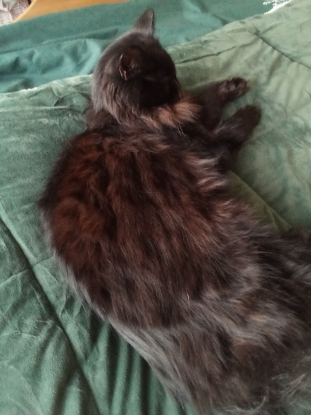 Tales and Tails and NMCs  -  the Excellent Cats March On