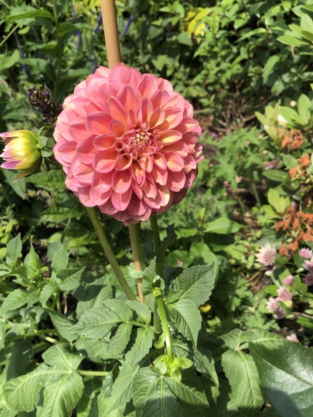 Is anyone ready to be excited about dahlias yet?