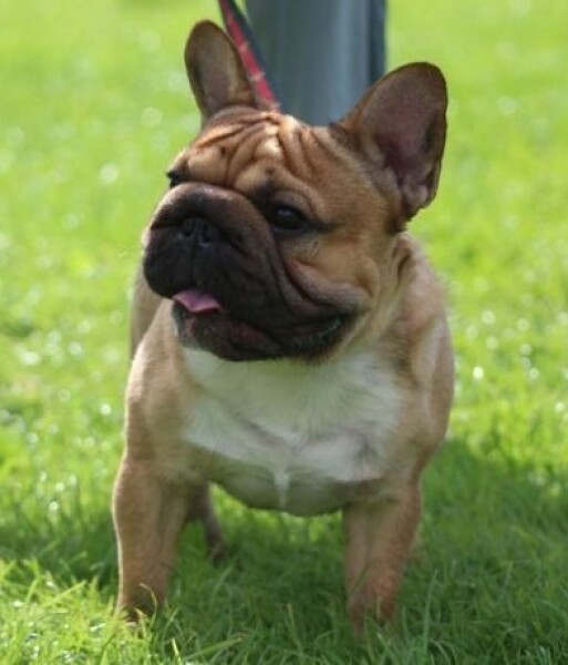 French Bulldogs - Why so much negativity on here?