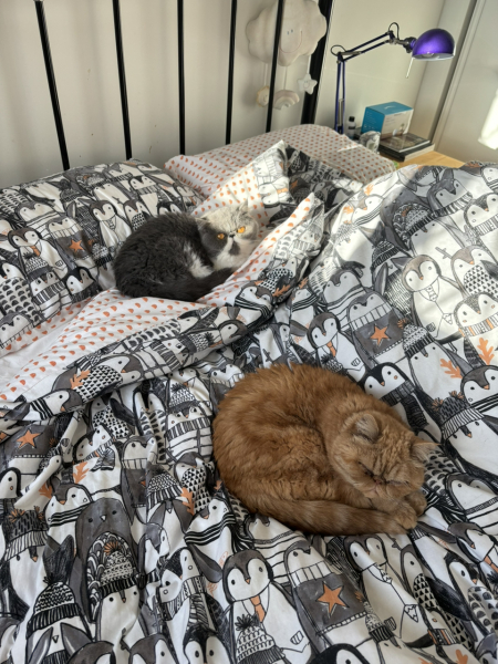 Bedside Crib For Cats?