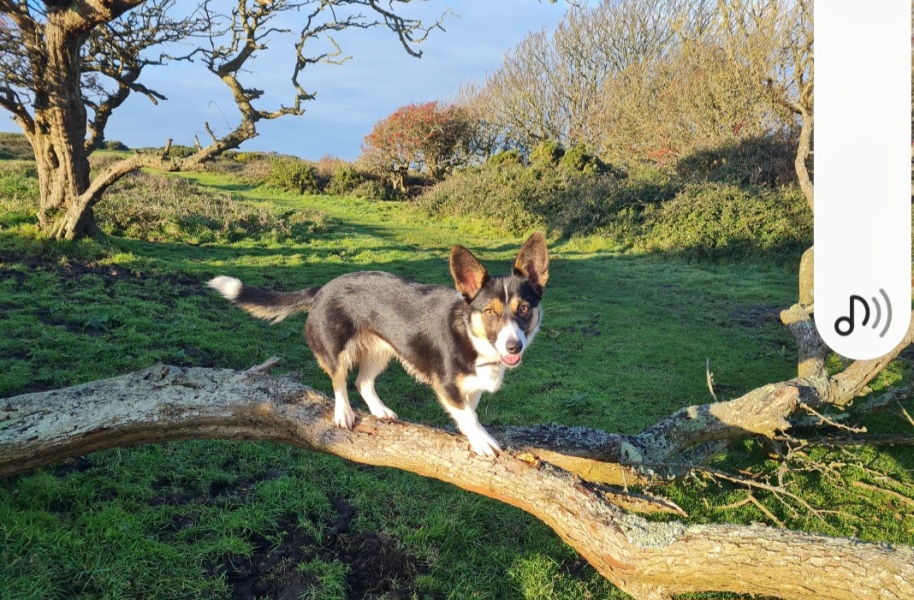 Pet photo thread