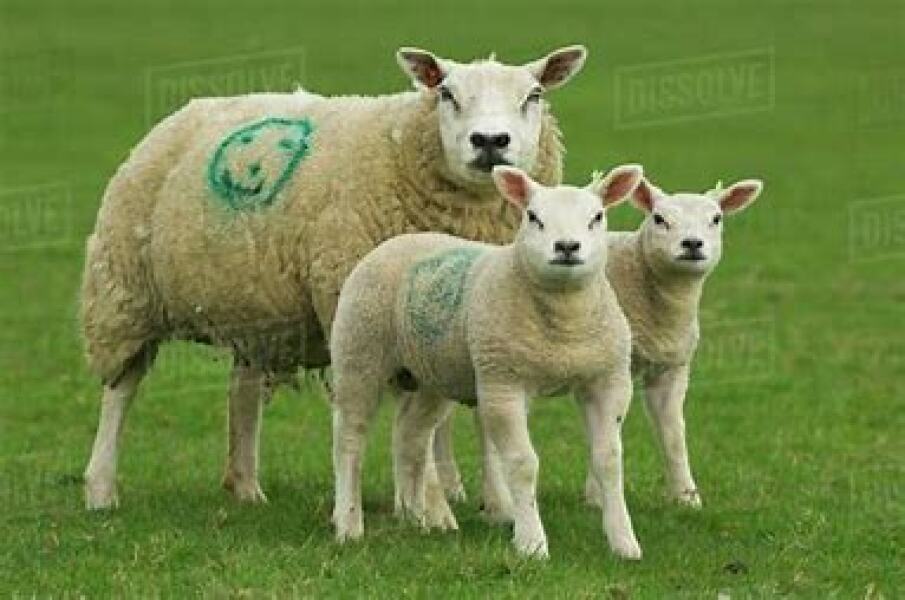 Archers thread #160: Ram a lamb a ding dong! To rate the mass wisteria in Ambridge, tap the feedback tablet here.