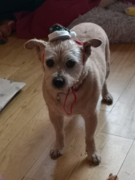 please cheer me up with photos of your guilty looking dogs