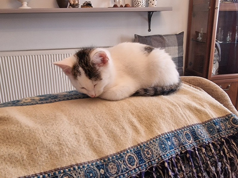Would you rescue a disabled cat?