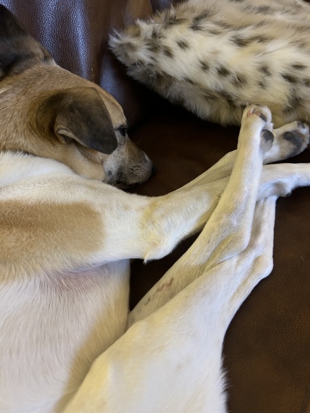 What is your dog doing right now?