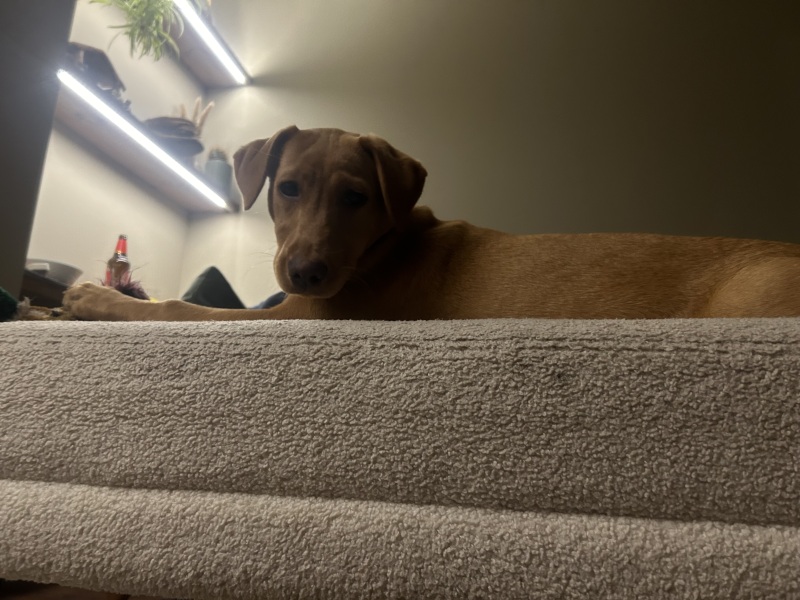 please cheer me up with photos of your guilty looking dogs
