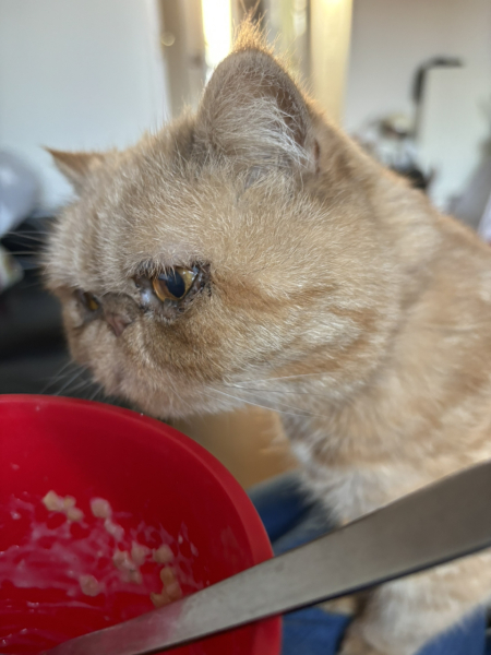 Kitten jumping up when we eat!