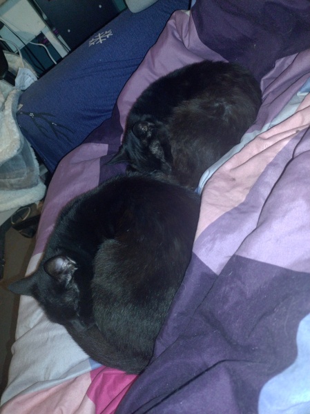 Christmas with the Excellent Cats