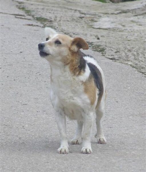 This is my DD’s rescue dog-and here’s the game.