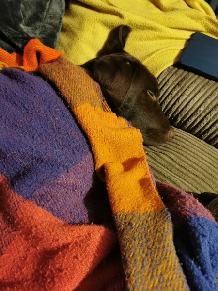 Puppy Survival Thread - for old and new pups heading into winter