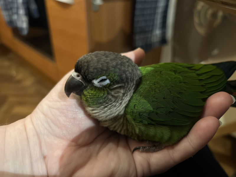 Pet photo thread