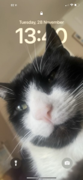 Does your cat bother you for treats?