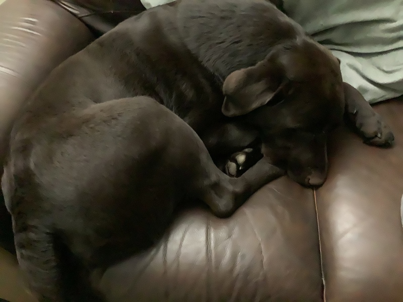 What is your dog doing right now?