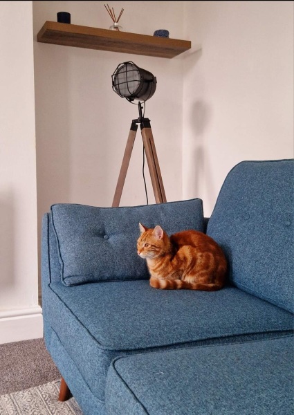 Anxious Cat