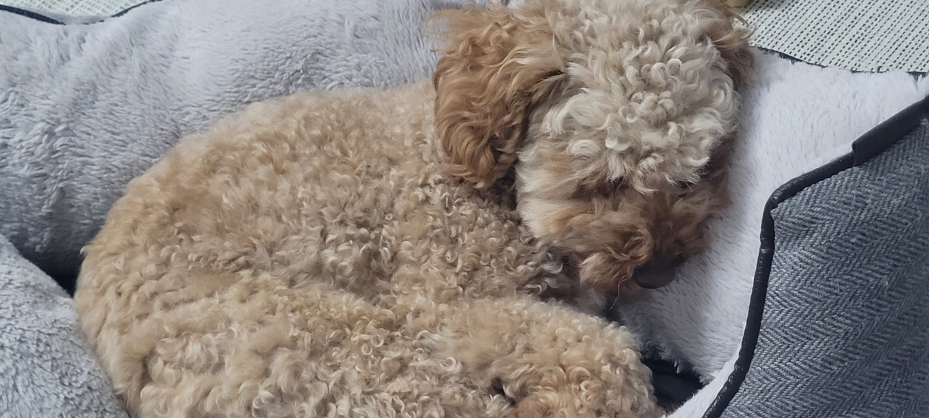 What is your dog doing right now?