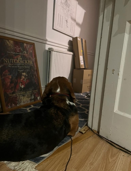 What is your dog doing right now?